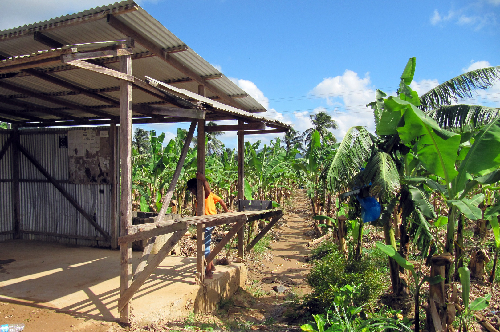 Segeltörn Karibik: Bananenplantage - landestypisch für die Karibikinsel St.Lucia