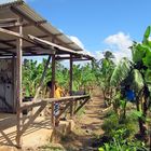 Segeltörn Karibik: Bananenplantage - landestypisch für die Karibikinsel St.Lucia