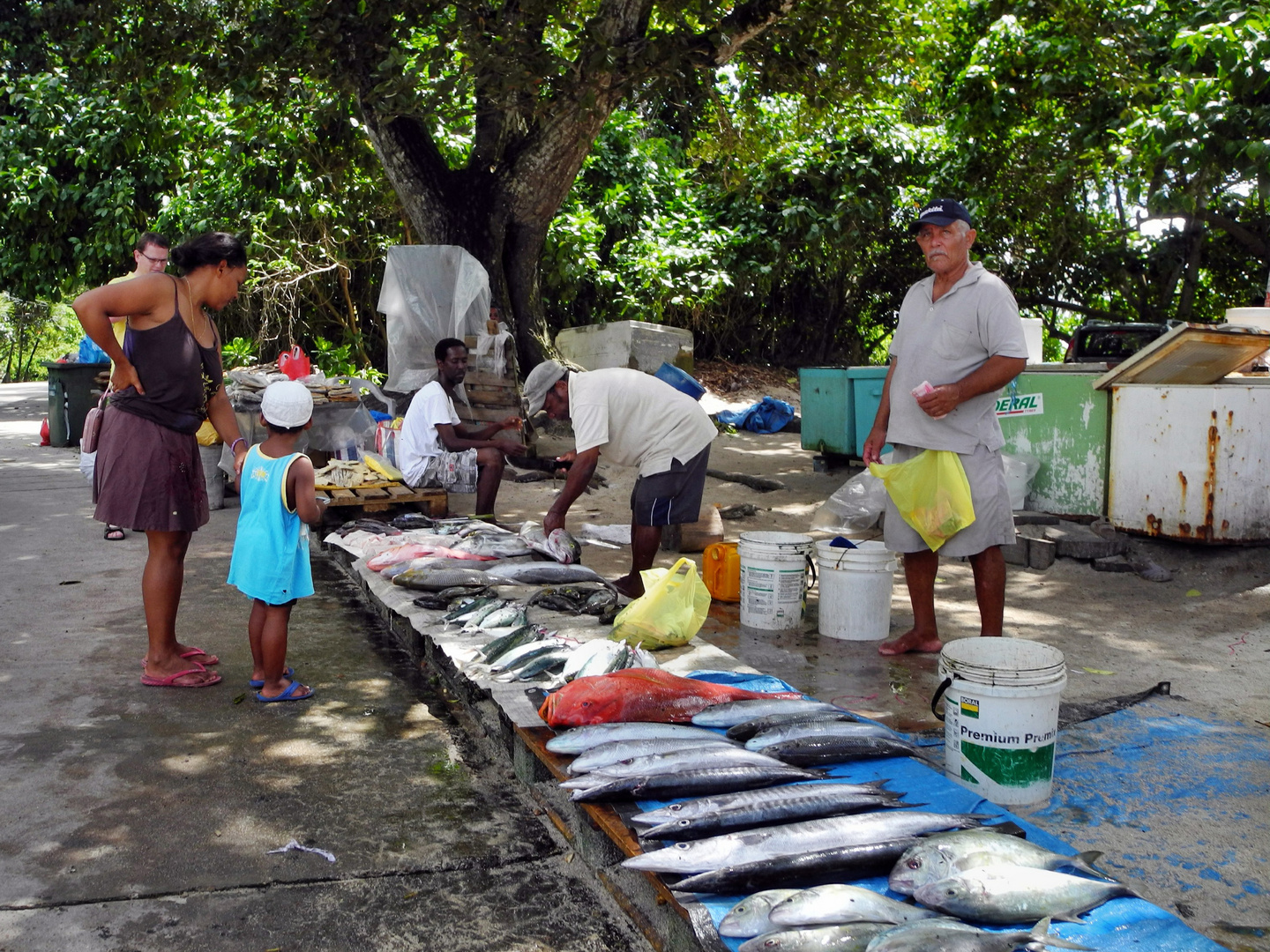 Segeltörn Seychellen: Hauptinsel Mahe- Fisch im Überfluß- und immer tagesfrisch!