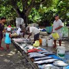 Segeltörn Seychellen: Hauptinsel Mahe- Fisch im Überfluß- und immer tagesfrisch!