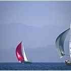 Segelyachten auf dem Bodensee