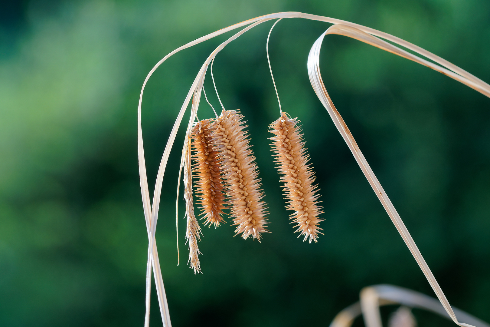 Segge Foto & Bild pflanzen, pilze & flechten, naturmakros, gräser