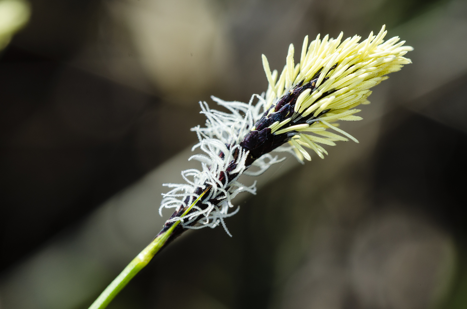 Segge (Carex spec.)