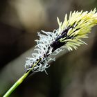 Segge (Carex spec.)