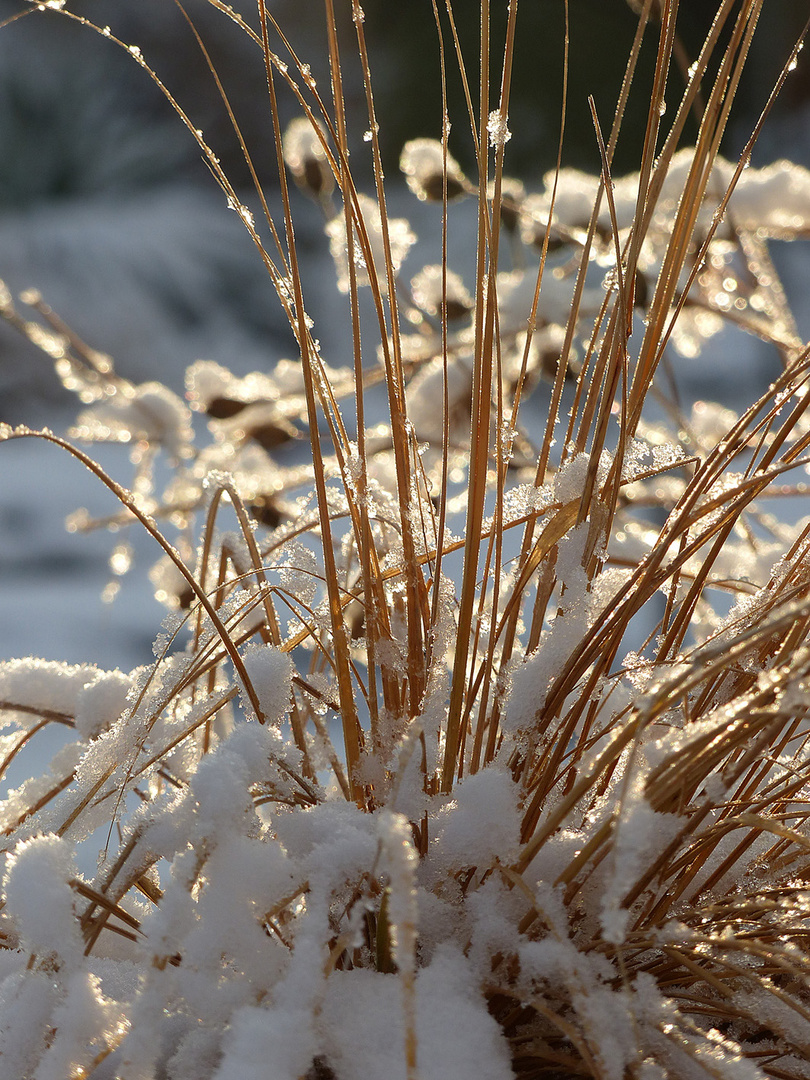 Segge mit Schnee