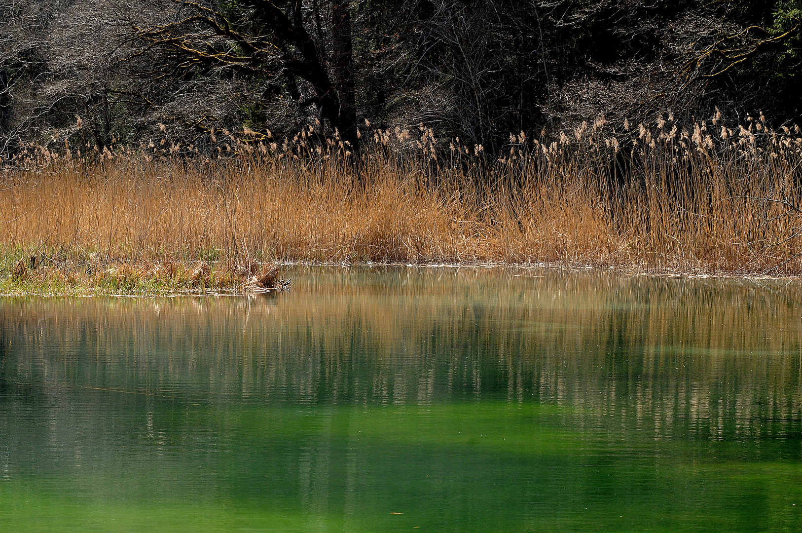 Seggen und Wasser