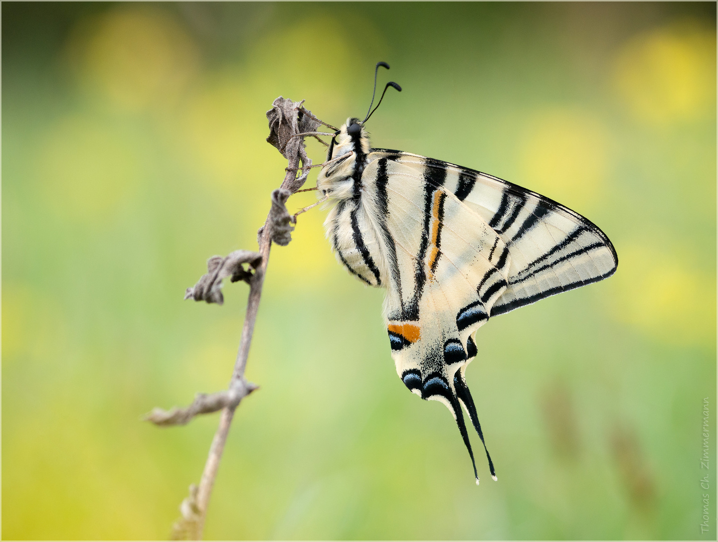 Segler … Foto & Bild fotos, makro, close up Bilder auf
