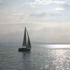 Segler auf dem Bodensee