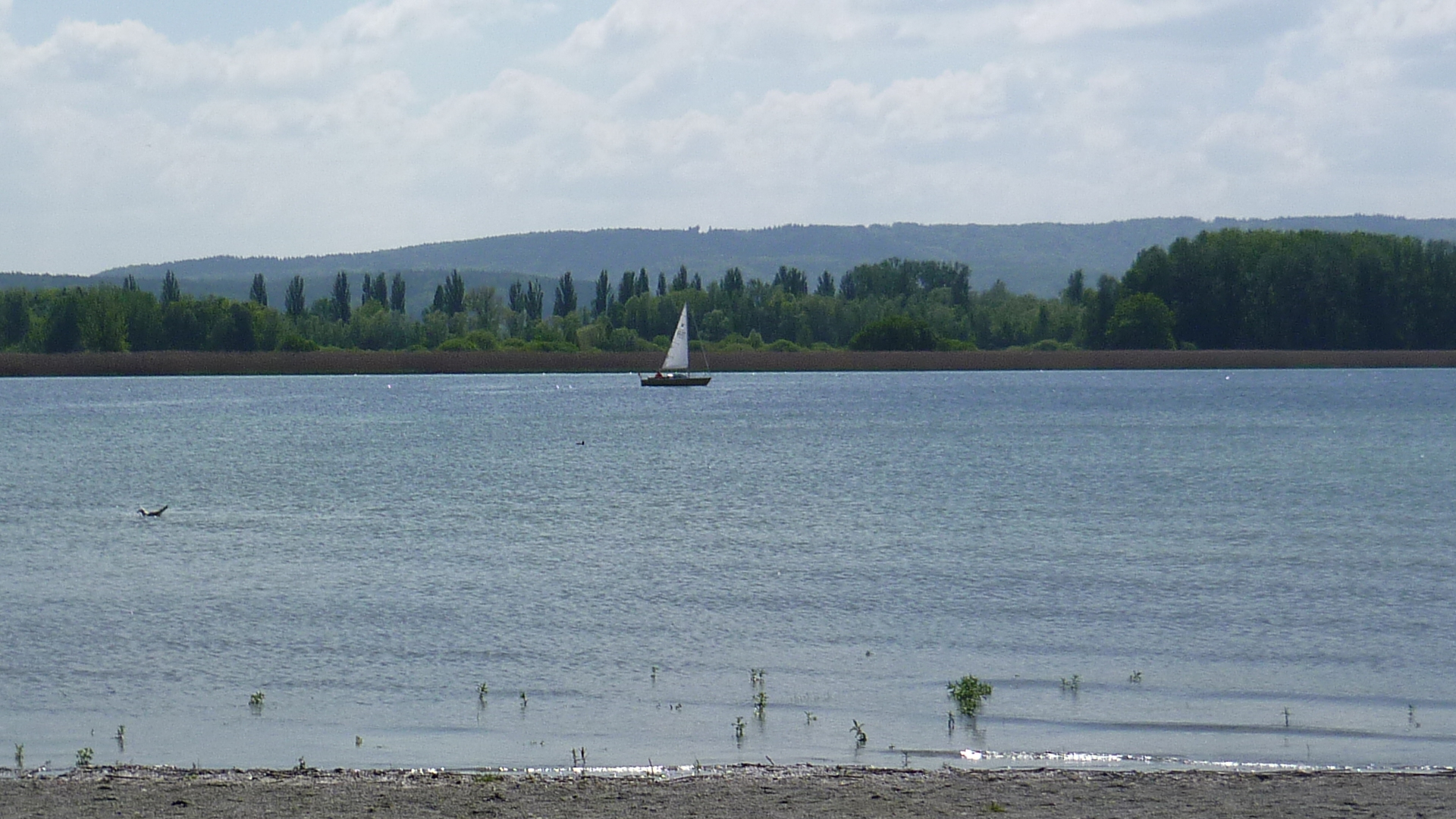 Segler auf dem Gnadensee