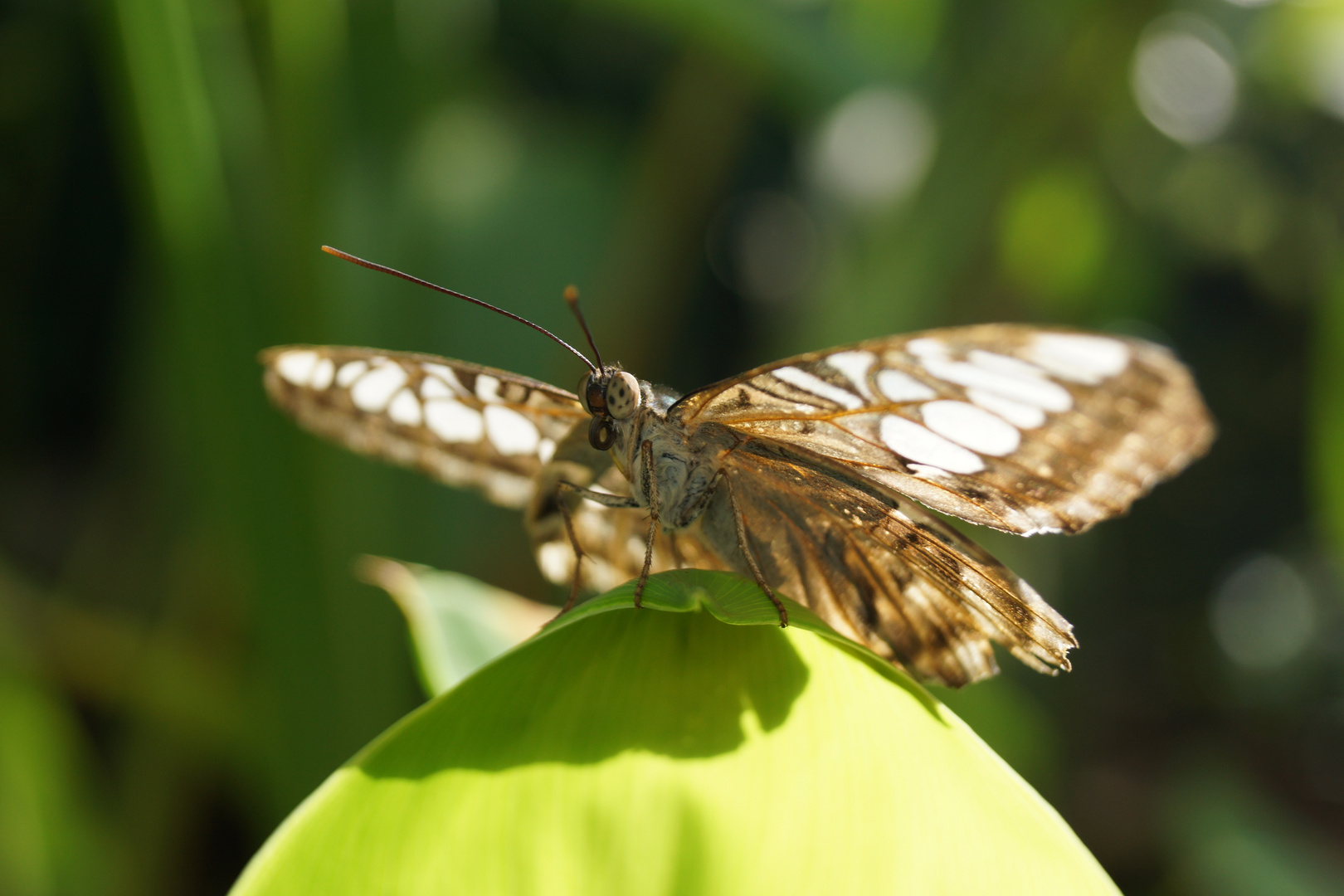 Segler im botanischen Garten München