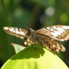 Segler im botanischen Garten München