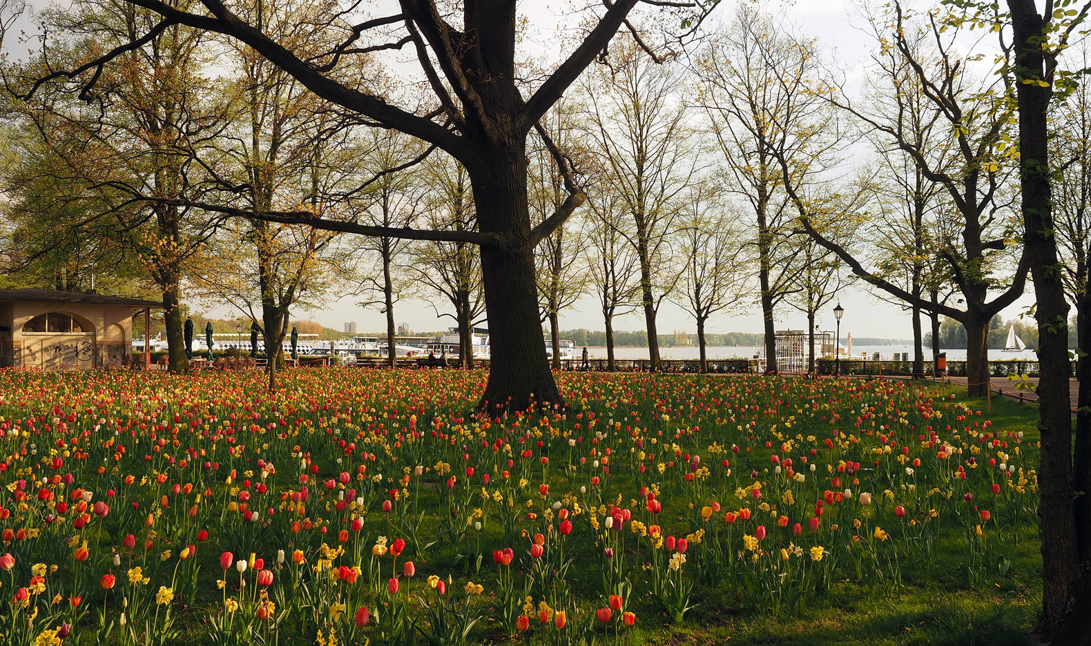 Segler im Frühling 