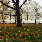 Segler im Frühling 