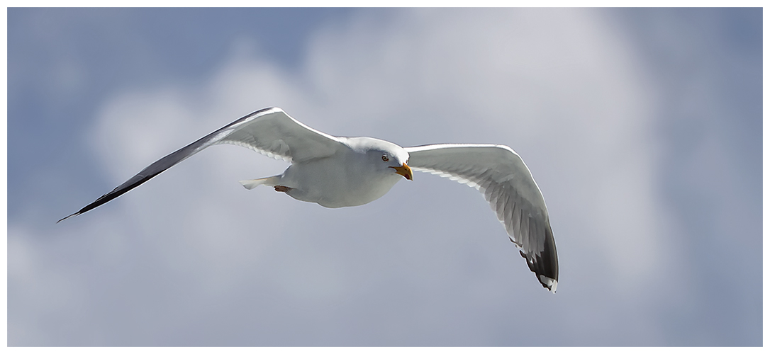 Segler im Wind