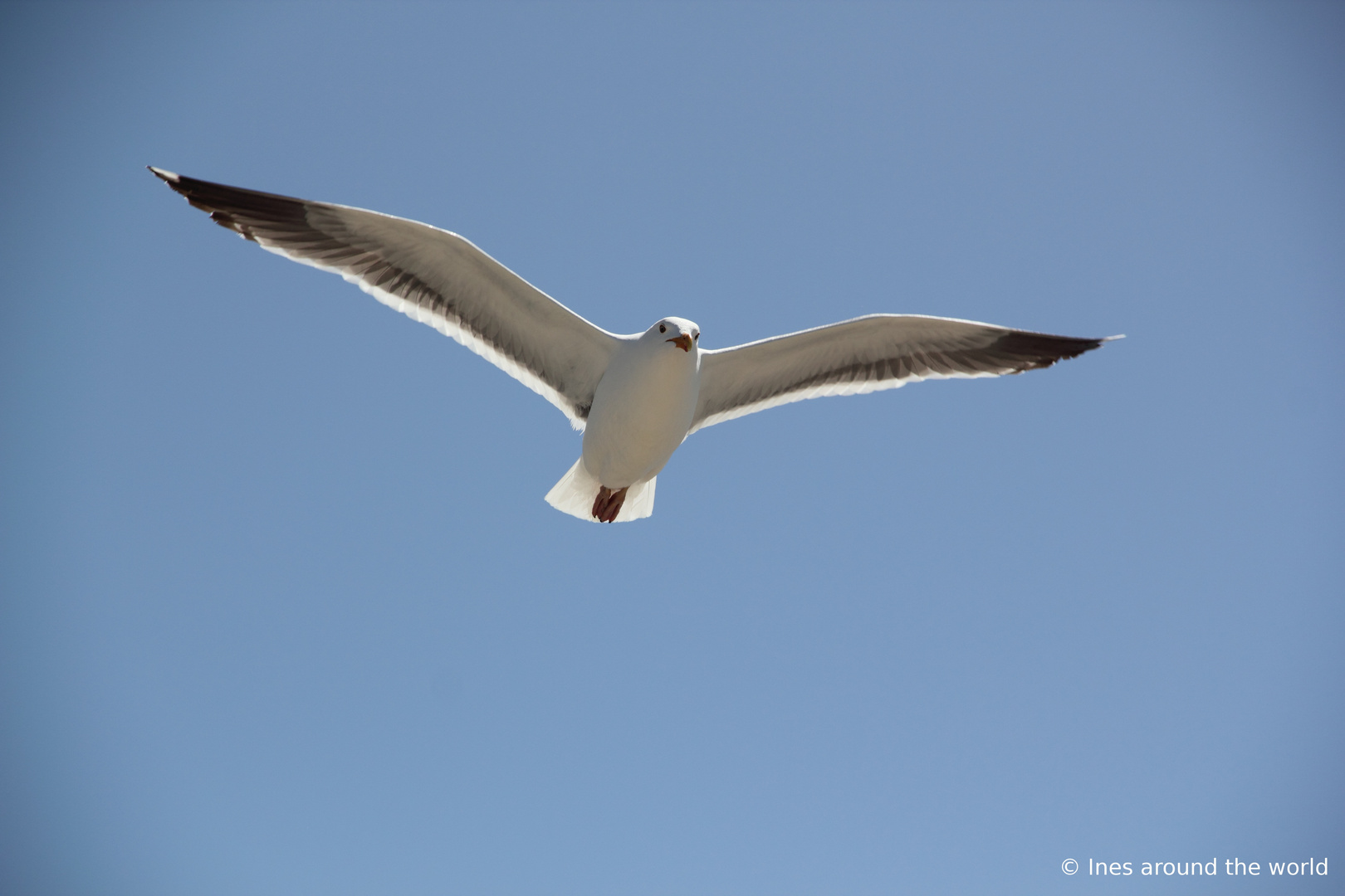 Segler in der Sonne