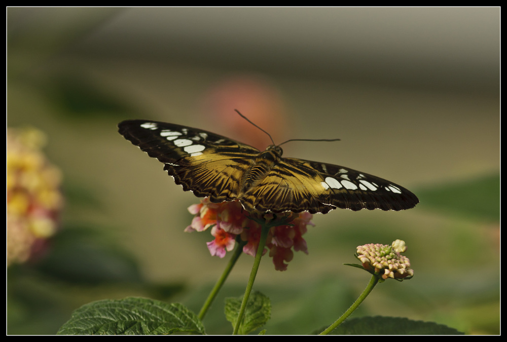 Segler ( Parthenos sylvia )