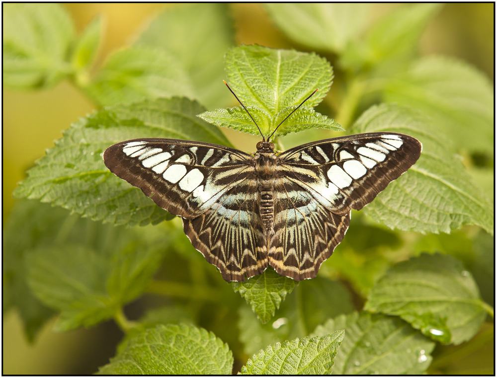 Segler ( Parthenos sylvia )