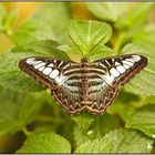 Segler ( Parthenos sylvia )