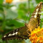 Segler - Parthenos sylvia