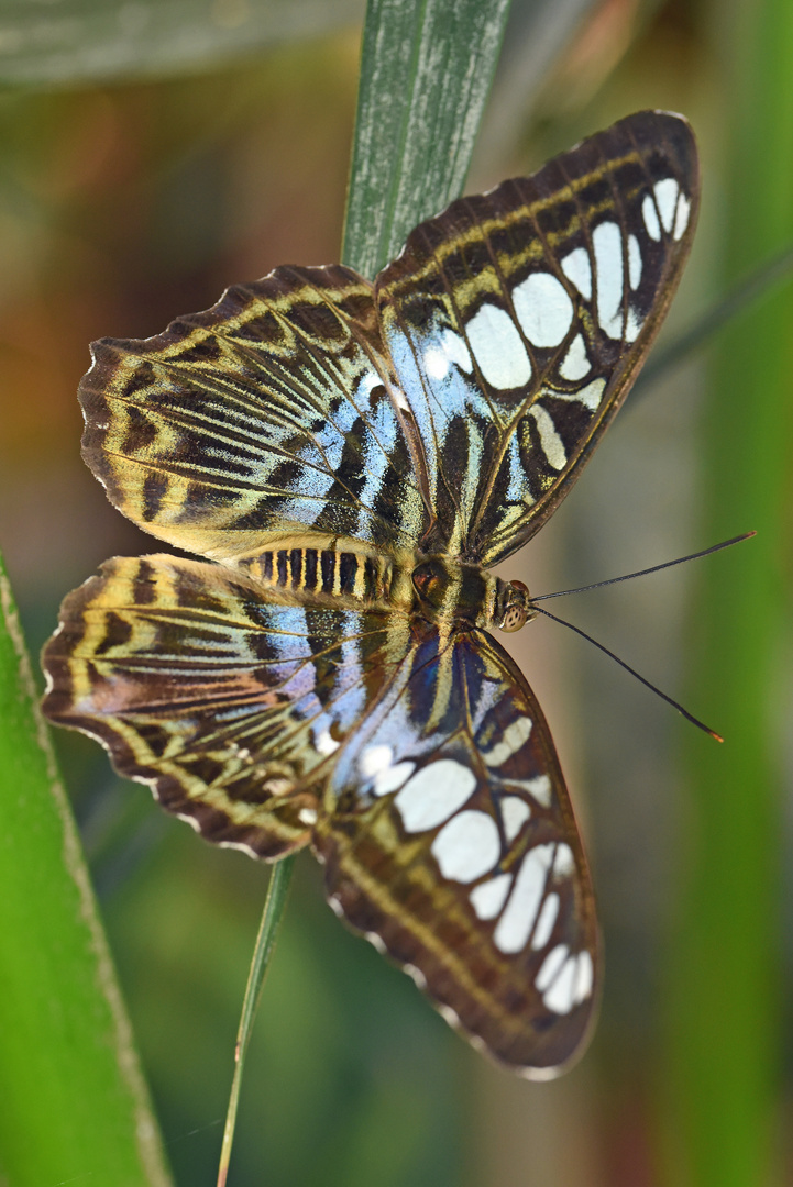 Segler, Parthenos sylvia