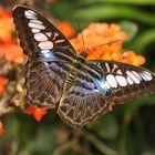 Segler- Parthenos Sylvia