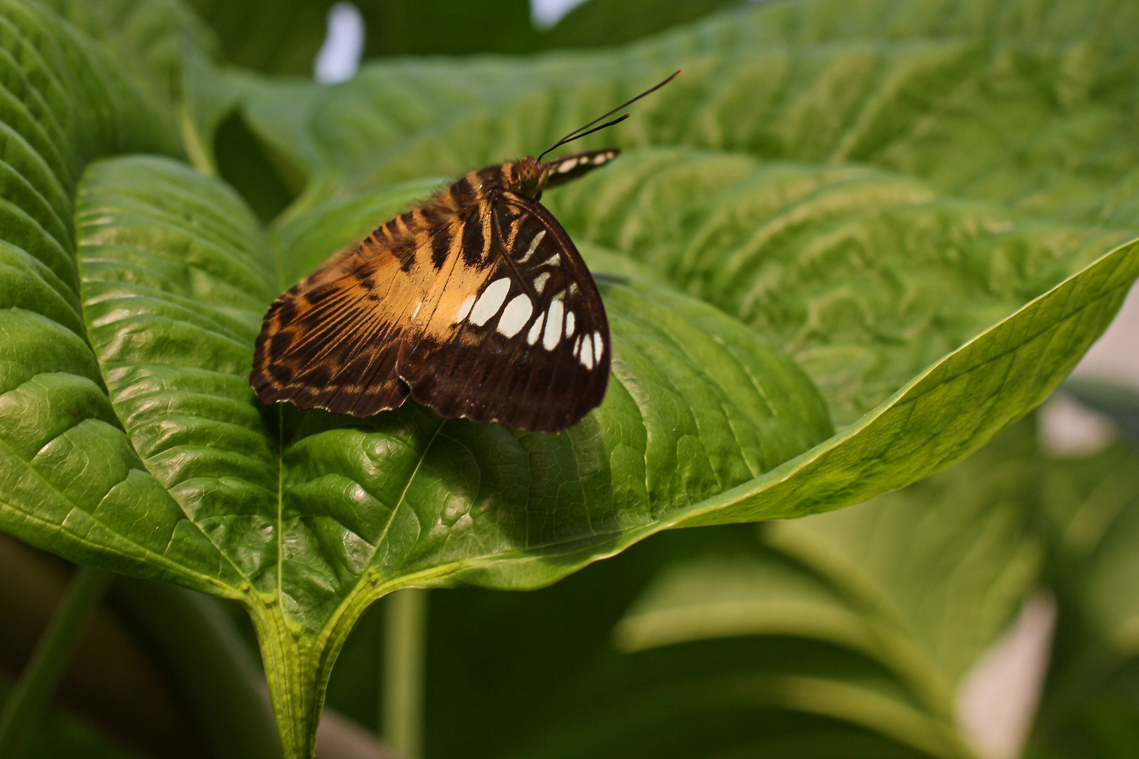 Segler, Parthenos sylvia (IMG_5276n_ji)