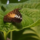 Segler, Parthenos sylvia (IMG_5276n_ji)