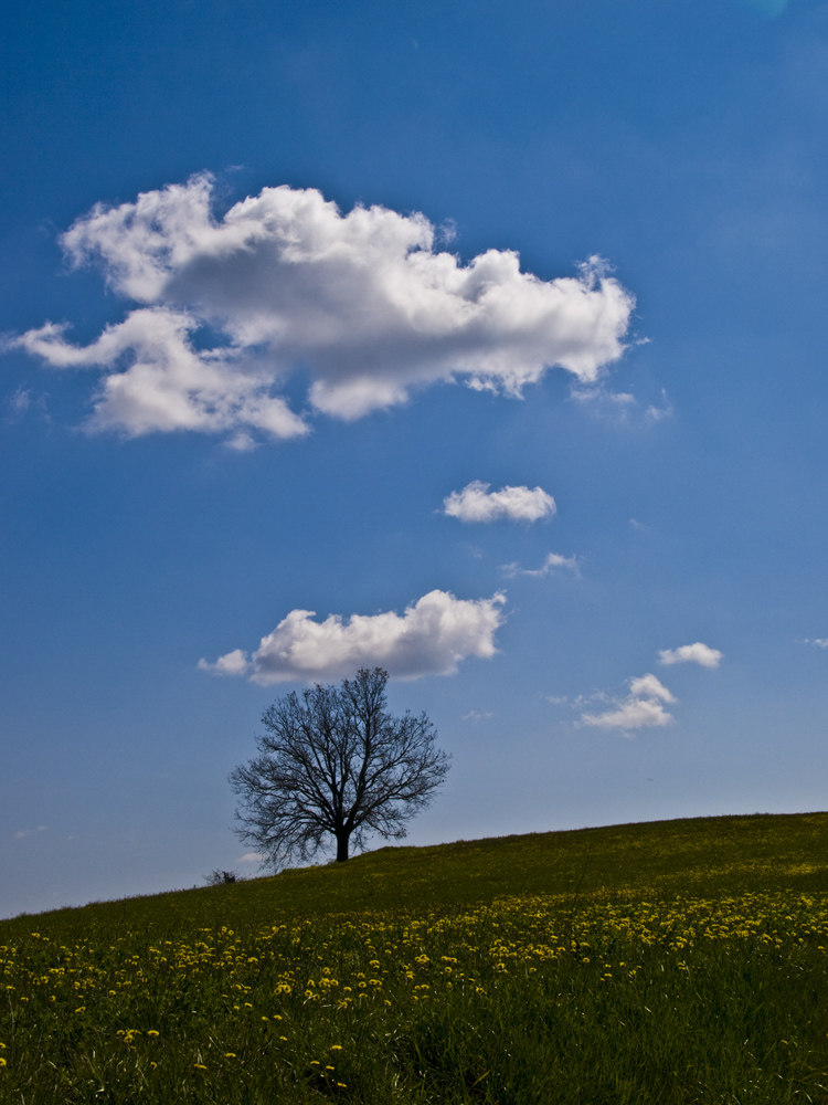 Segnali di Primavera