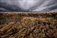 segni di tempesta (2)