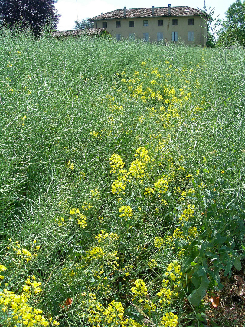 ...segui il sentiero giallo....