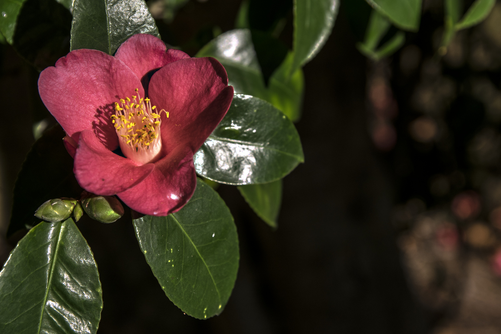 Segunda floración de camelias.