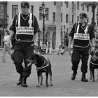 Seguridad Ciudadana