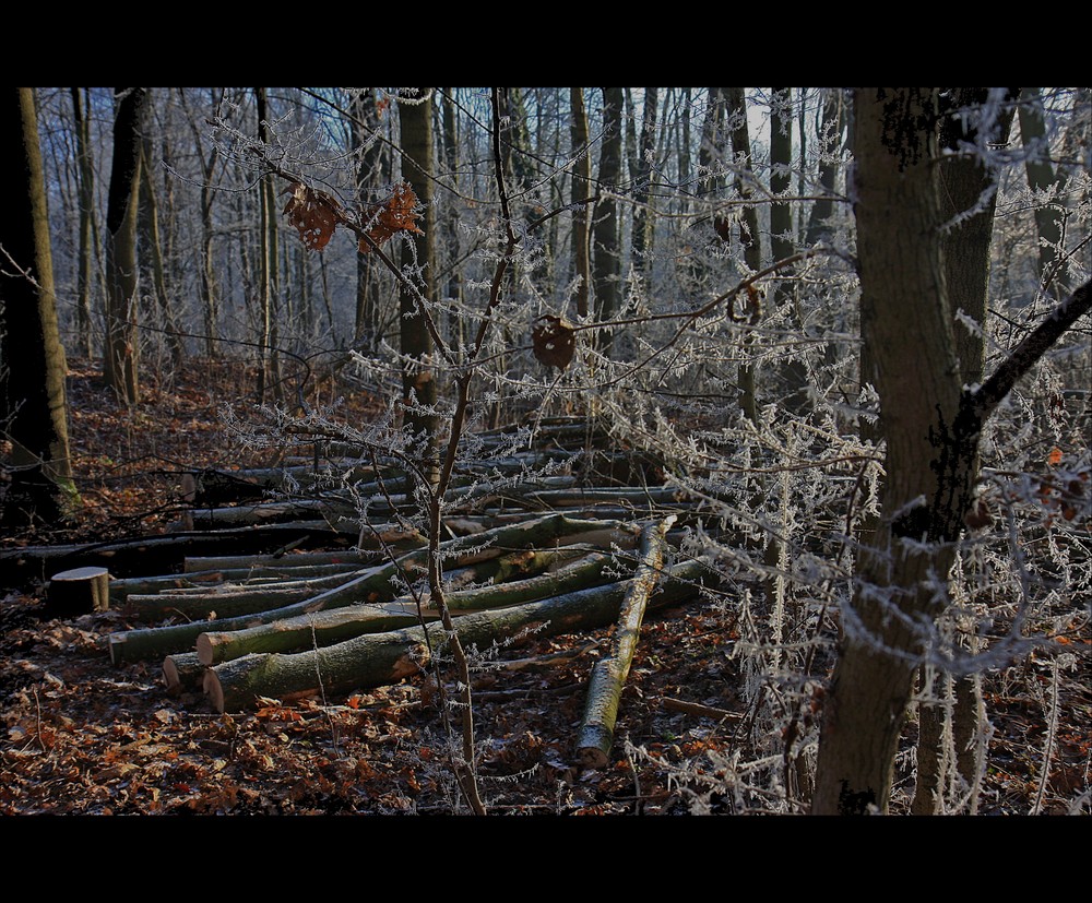 ...seh den Wald vor lauter Rauhreif nicht...