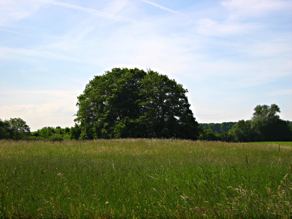 Seh Ich Dich Wieder Du Geliebter Baum Foto Bild Pflanzen