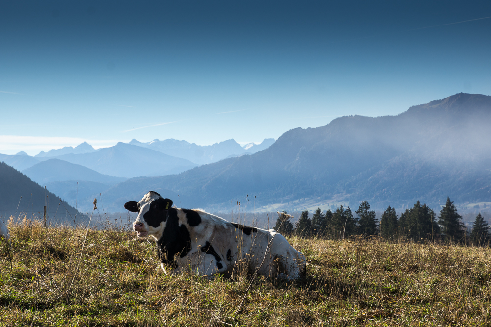 seh' ich nicht bescheuert aus ohne Hörner?