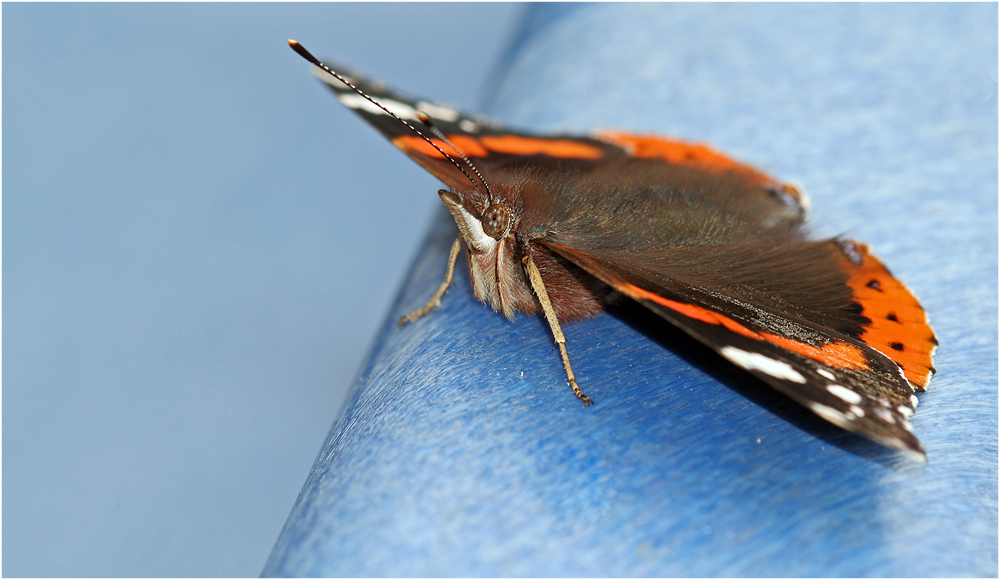 Sehen die nicht wie fliegende Mäuse aus? Foto & Bild ...