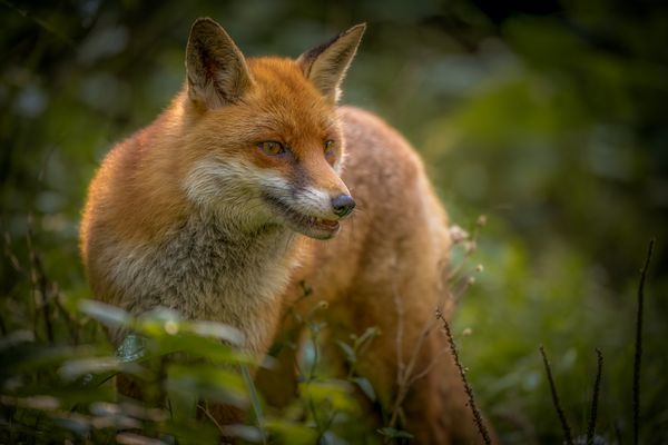 sehen, hören, riechen...