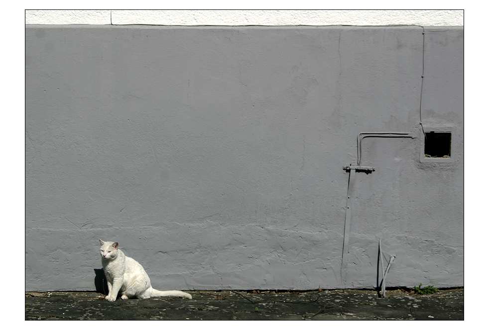 Sehen Sie nun zur Entspannung zwischendurch ein Katzenfoto