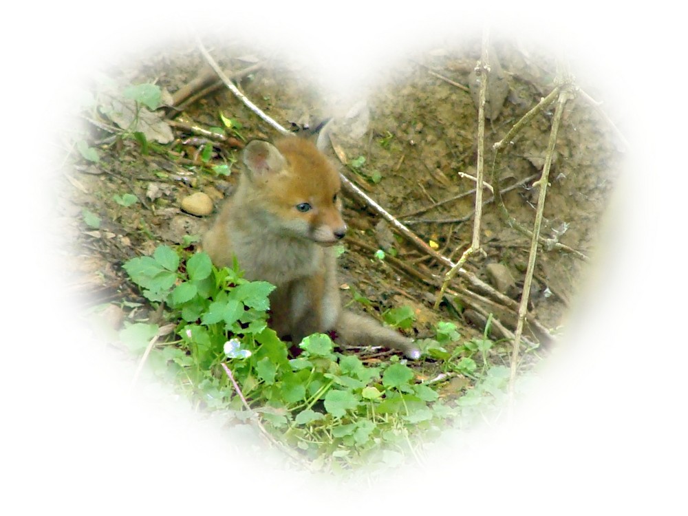 Sehen Wir Uns Mal Wieder Foto Bild Tiere Tierdetails Natur