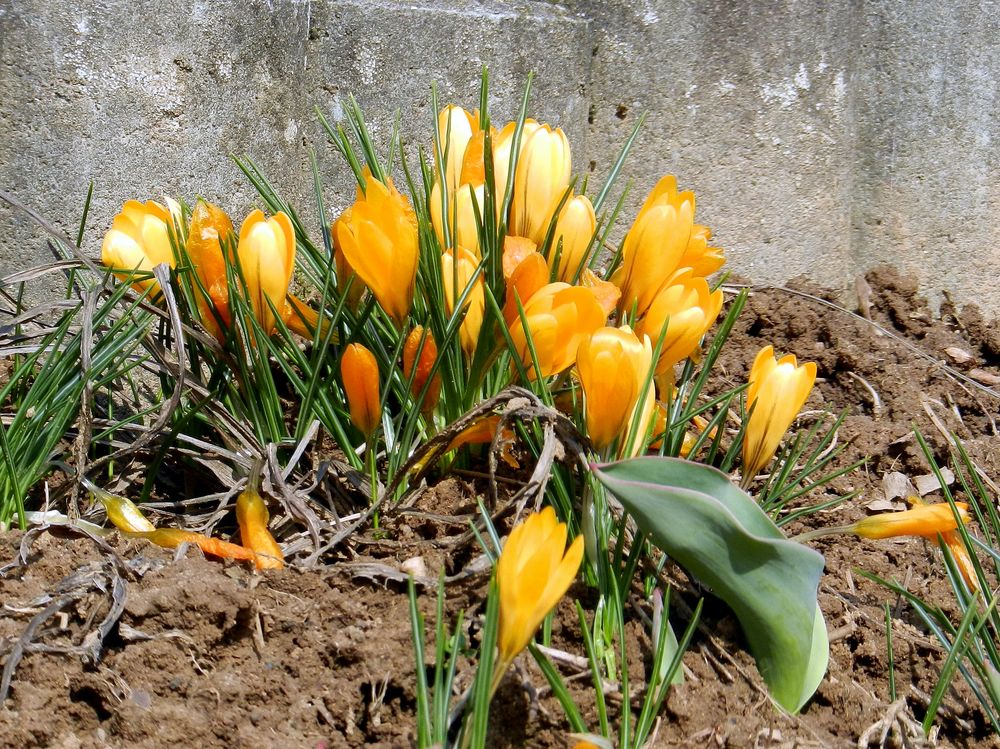 Sehensucht nach Frühling!