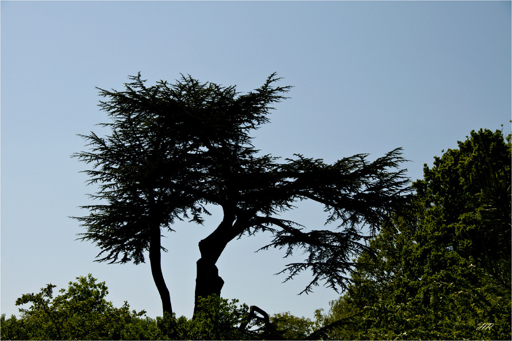 Sehenswerter Baum im Schlossgarten von Leeds Castle / Südengland