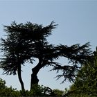 Sehenswerter Baum im Schlossgarten von Leeds Castle / Südengland
