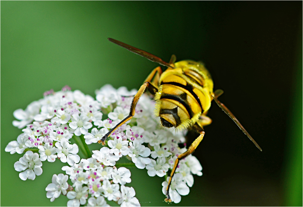 sehenswertes Hinterteil