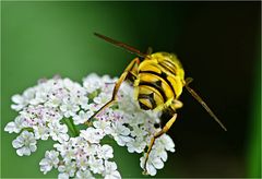 sehenswertes Hinterteil