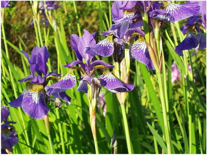 Sehet die Lilien des Feldes...