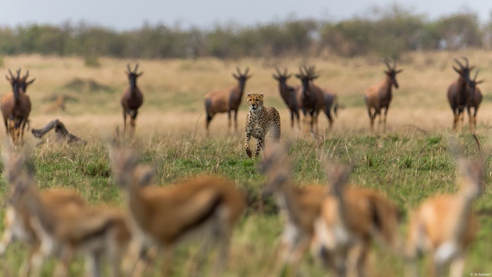 Sehnsucht Afrika