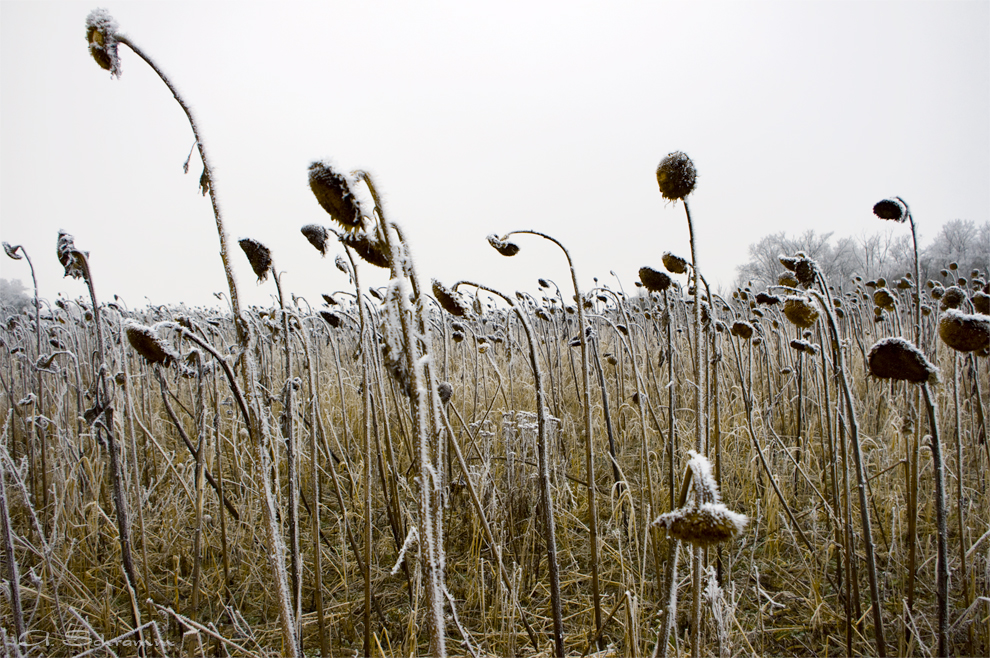 Sehnsucht auf Frühling...