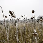 Sehnsucht auf Frühling...