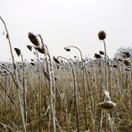 Sehnsucht auf Frühling...