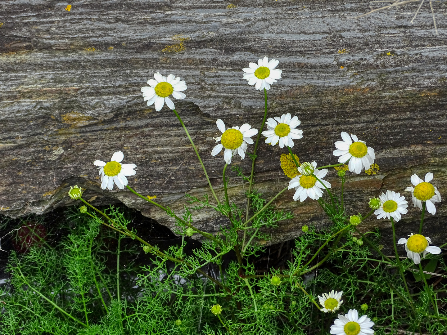 Sehnsucht, Blümchen statt Regen und Schnee